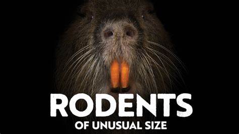 Les Vues April — Rodents of Unusual Size